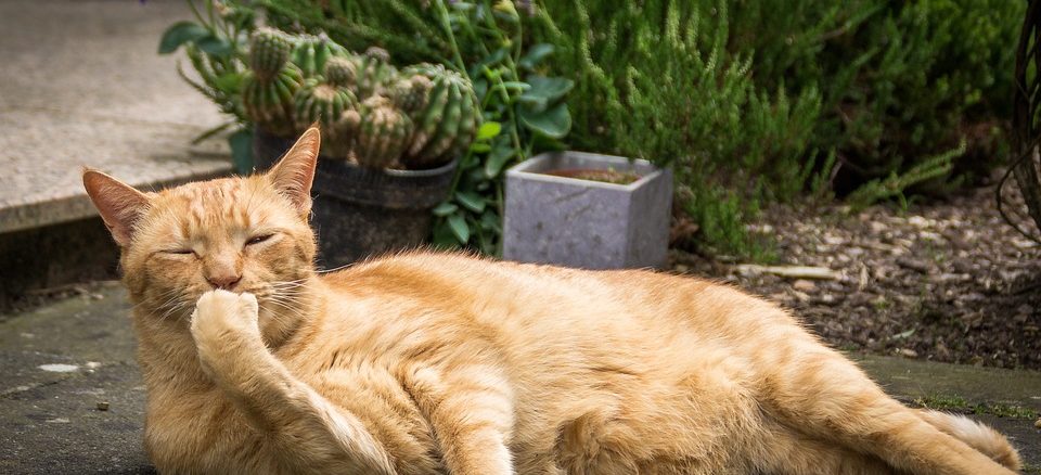 Tierischer Putz mit Wohlfühlfaktor