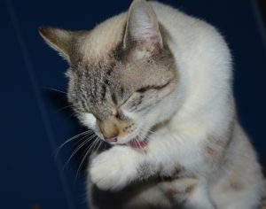 Tierischer Putz mit Wohlfühlfaktor