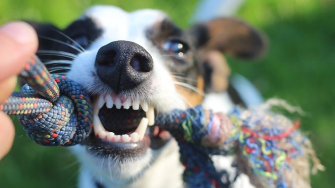 Die Hundehaftpflicht schützt Sie - Damit uns die Liebe zum Hund nicht arm macht!