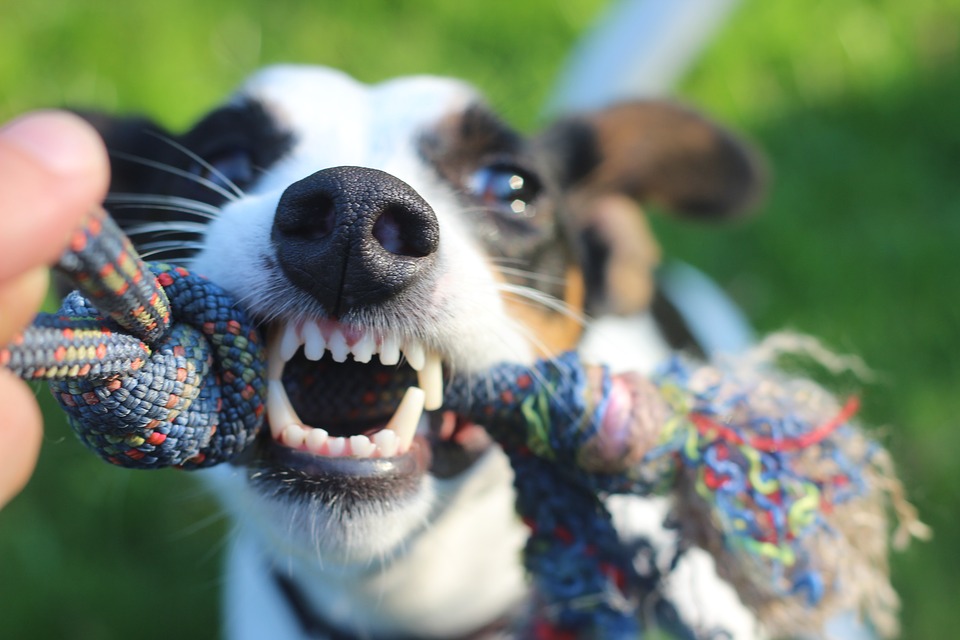 Die Hundehaftpflicht schützt Sie - Damit uns die Liebe zum Hund nicht arm macht!