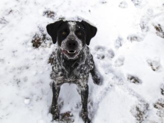 Geocaching mit Hund - neues Hobby?