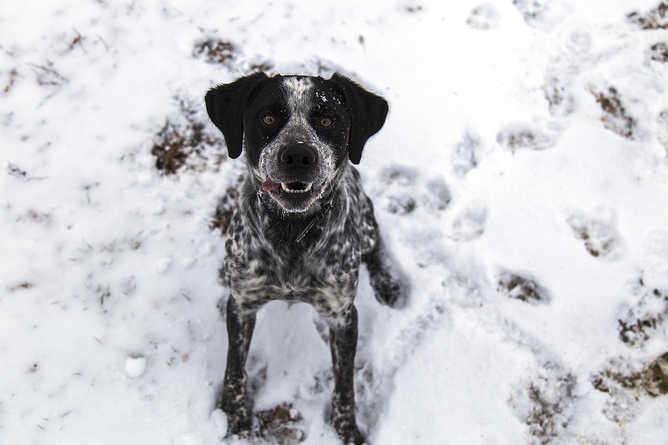 Geocaching mit Hund - neues Hobby?
