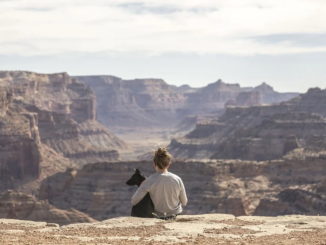 Fliegen mit dem Hund will gut geplant sein