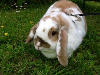 Ein Fleckchen im Grünen - auch Nagetiere lieben den Sommer