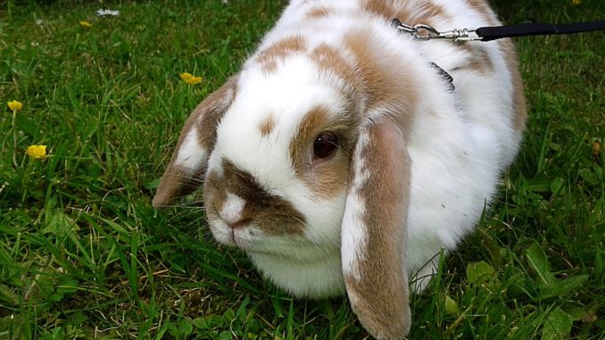 Ein Fleckchen im Grünen - auch Nagetiere lieben den Sommer