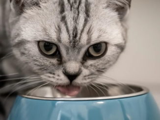 Die 7 Regeln der Katzenernährung