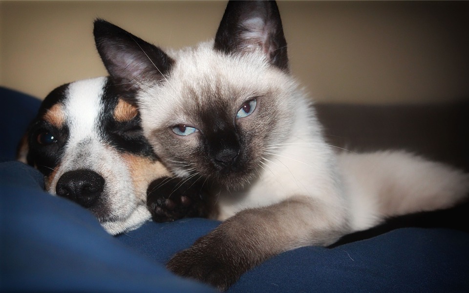 Corona-Virus für Halter von Hunden und Katzen