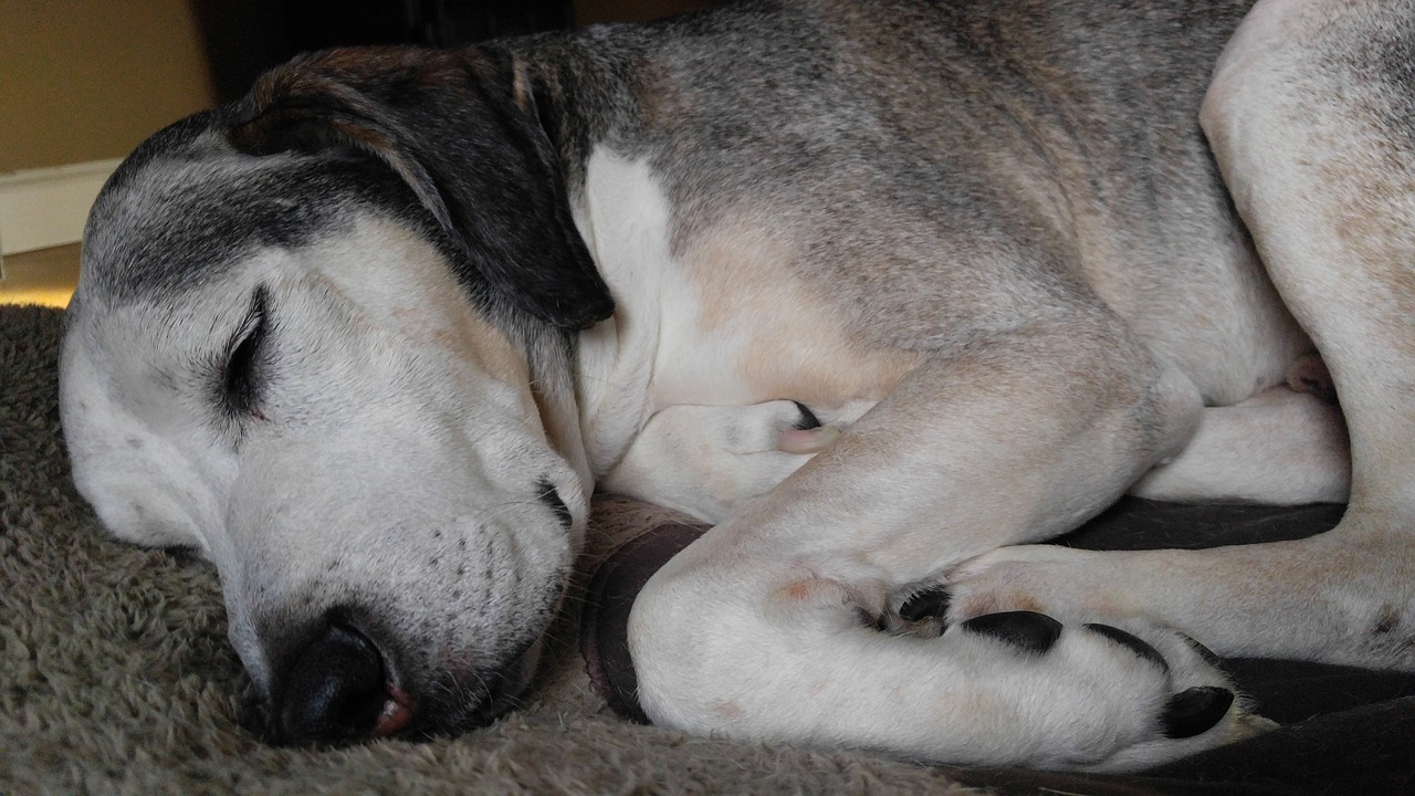 Hundebett