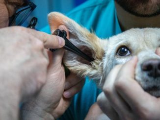 Telemedizin für Haustiere - Sprechstunde beim Online Tierarzt