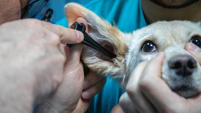 Telemedizin für Haustiere - Sprechstunde beim Online Tierarzt