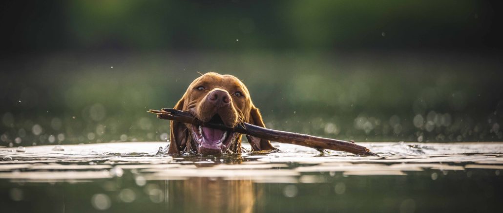 Hundegeruch: Hilfe mein Hund, Wohnung und Auto stinkt nach Hund ....