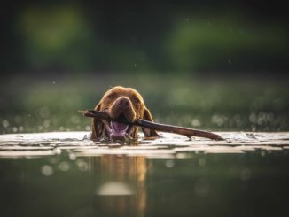 Hundegeruch: Hilfe mein Hund, Wohnung und Auto stinkt nach Hund ....