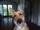 Covid-19: Können Hunde eine Corona-Erkrankung erschnüffeln?