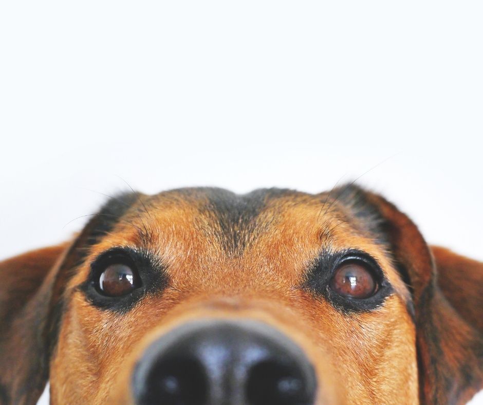 Das Cushing Syndrom beim Hund Symptome und Behandlung