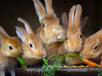 Artgerechte Fütterung von Kaninchen und Meerschweinchen