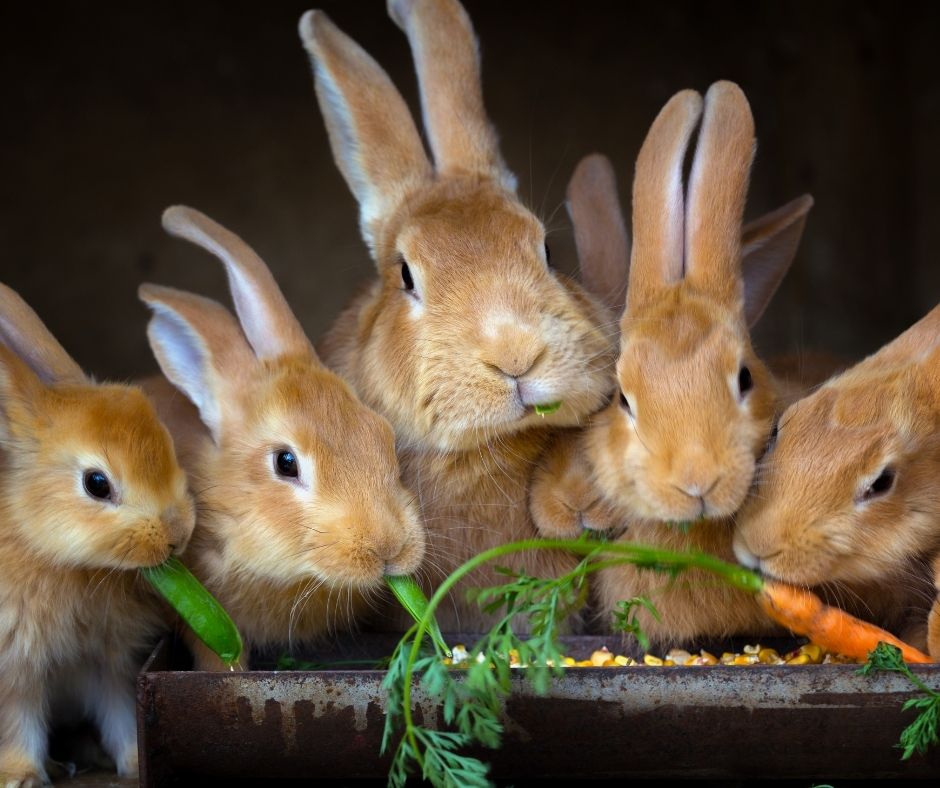 Artgerechte Fütterung von Kaninchen und Meerschweinchen