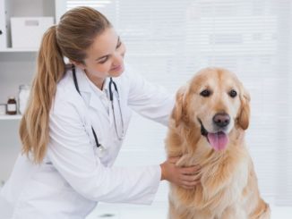 Hygienemaßnahmen in der Tierarztpraxis