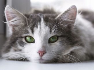 Schilddrüsenüberfunktion (feline Hyperthyreose) bei Katzen