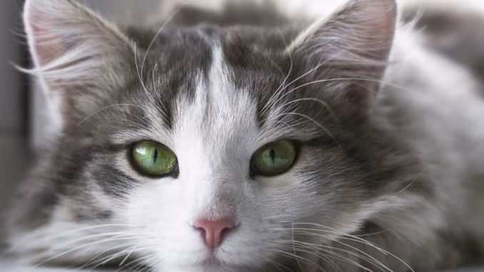 Schilddrüsenüberfunktion (feline Hyperthyreose) bei Katzen