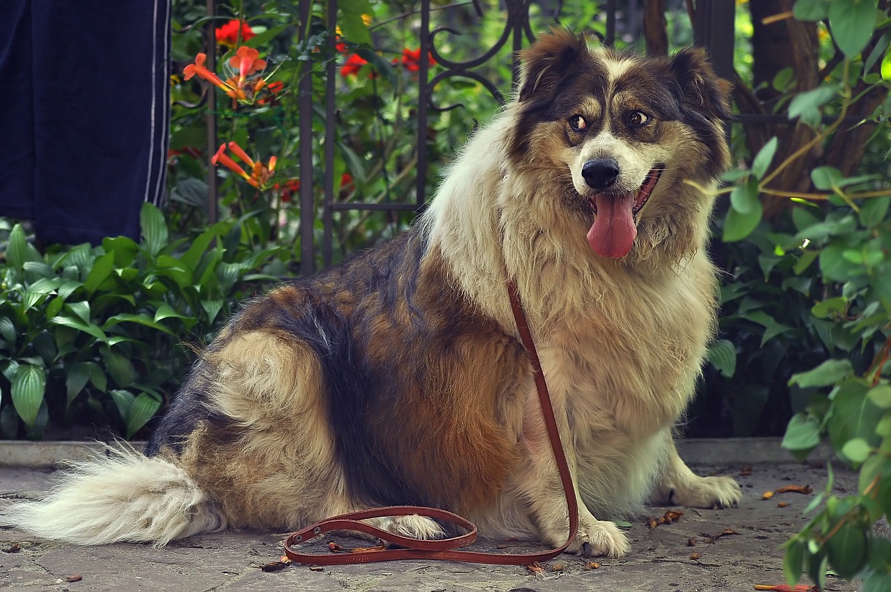 Falsche Ernährung bei Hunden Übergewicht und Gesundheitsproblemen