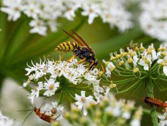 Allergie auf Bienen- und Wespengift beim Hund, wie gefährlich ist das?