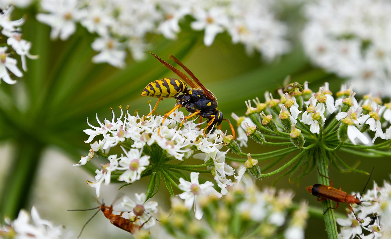 Allergie auf Bienen- und Wespengift beim Hund, wie gefährlich ist das?