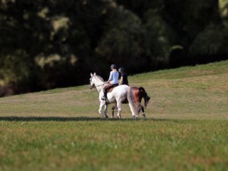 Hobby Reiten Kosten