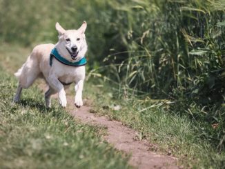 Was kann ich tun, wenn mein Hund entlaufen ist?