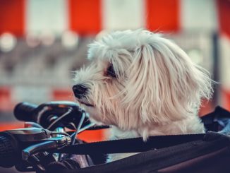 Hund im Lastenrad transportieren - das sollte man beachten