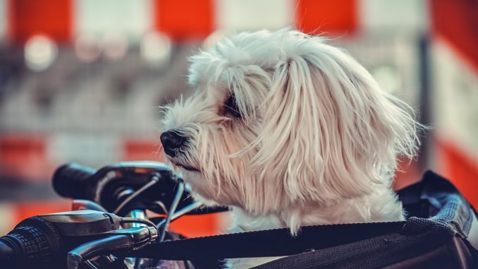Hund im Lastenrad transportieren - das sollte man beachten
