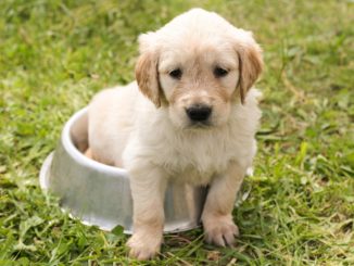 Natürliche Tierpflege- und Nahrungsergänzung für Tiere