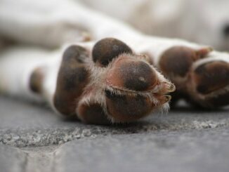 Arthrose beim Hund - wie Bewegung und richtige Ernährung helfen können