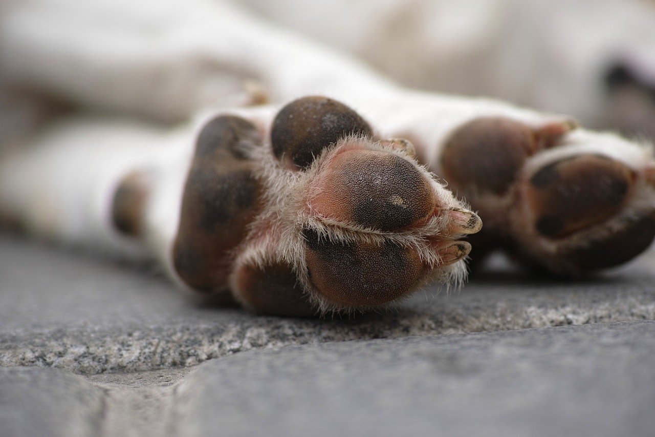 Arthrose beim Hund - wie Bewegung und richtige Ernährung helfen können