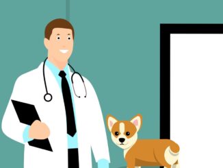 Die 7 häufigsten Krankheiten bei Hunden: Symptome und Behandlung