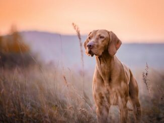 Was ist eigentlich der Unterschied zwischen Jagdhunde und Haushunde