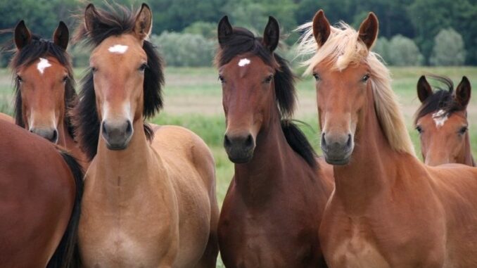 Verdauung: Stoffwechsel bei Pferden anregen
