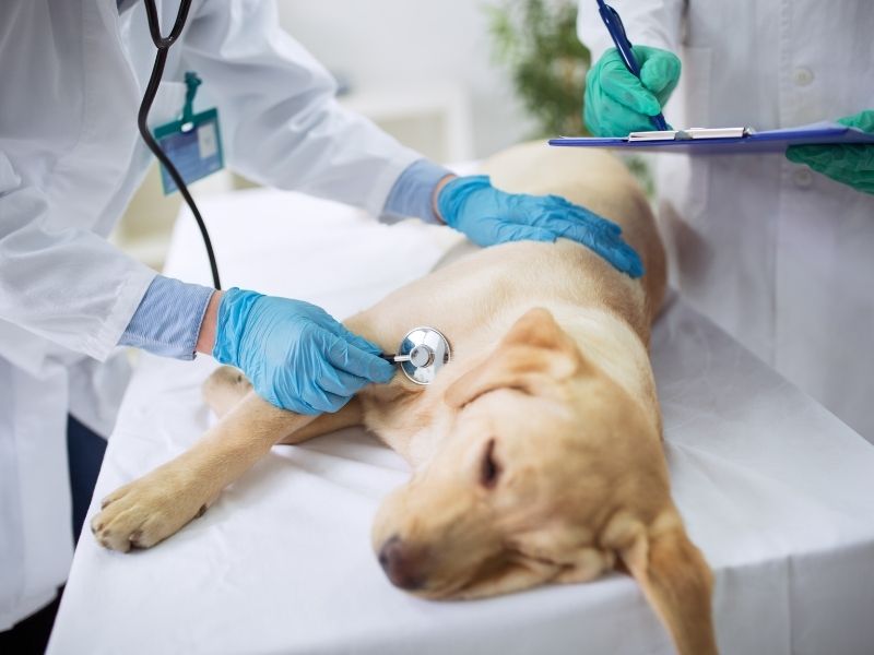Hund hat Schmerzen - und was jetzt?