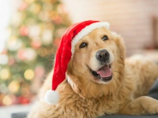 Weihnachtsessen auch für den Hund: Das darf der Vierbeiner essen