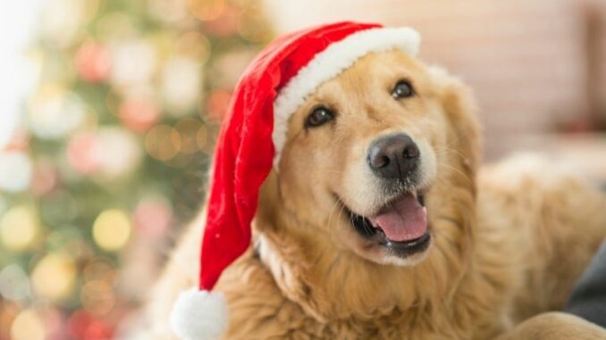 Weihnachtsessen auch für den Hund: Das darf der Vierbeiner essen