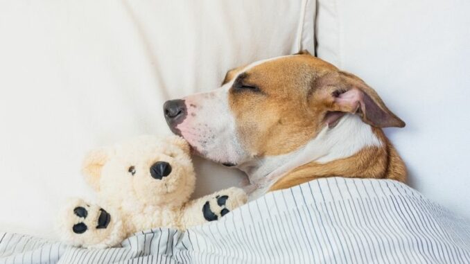 Orthopädisches Hundebett: Dann ist es sinnvoll