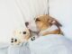 Orthopädisches Hundebett: Dann ist es sinnvoll