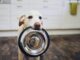 Gesundes Hundefutter - was ist das eigentlich?