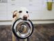 Gesundes Hundefutter - was ist das eigentlich?