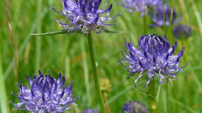 Teufelskralle und Tiere: Die Teufelskralle in der Tiermedizin