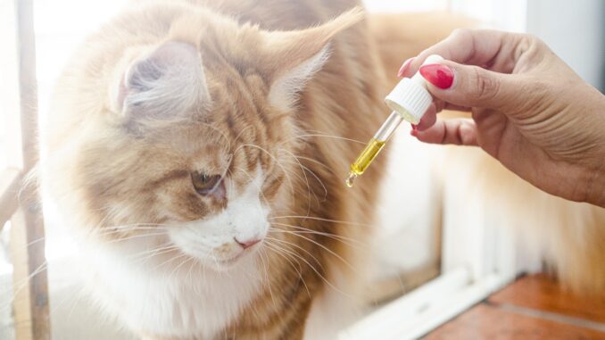 cbd öl für katzen