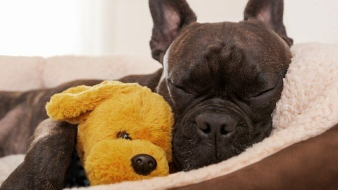Hundebett oder Hundekorb - was für ein Schlafplatz für den Hund soll es sein?