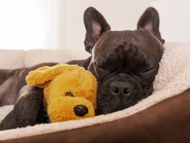 Hundebett oder Hundekorb - was für ein Schlafplatz für den Hund soll es sein?