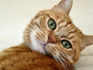 Warum ist die Entwurmung Ihrer Katze wichtig?