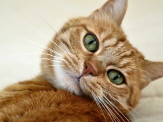 Warum ist die Entwurmung Ihrer Katze wichtig?