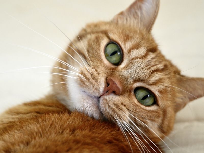 Warum ist die Entwurmung Ihrer Katze wichtig?
